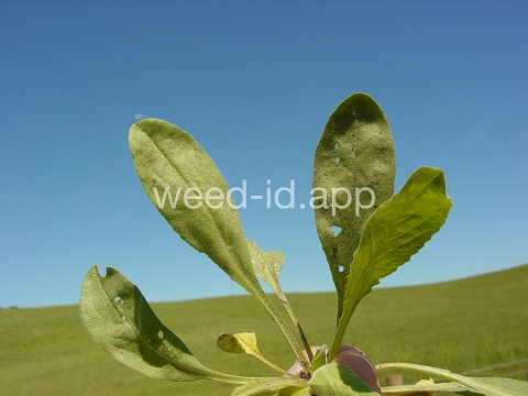 pepperweed, field